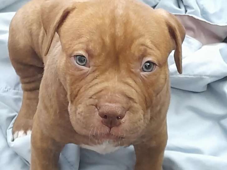 Chiots American Bully à vendre