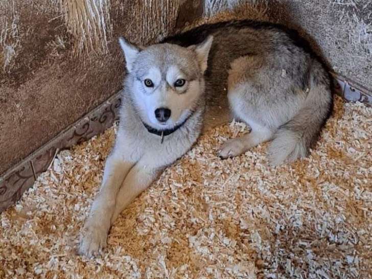 Chien gris et blanc à donner
