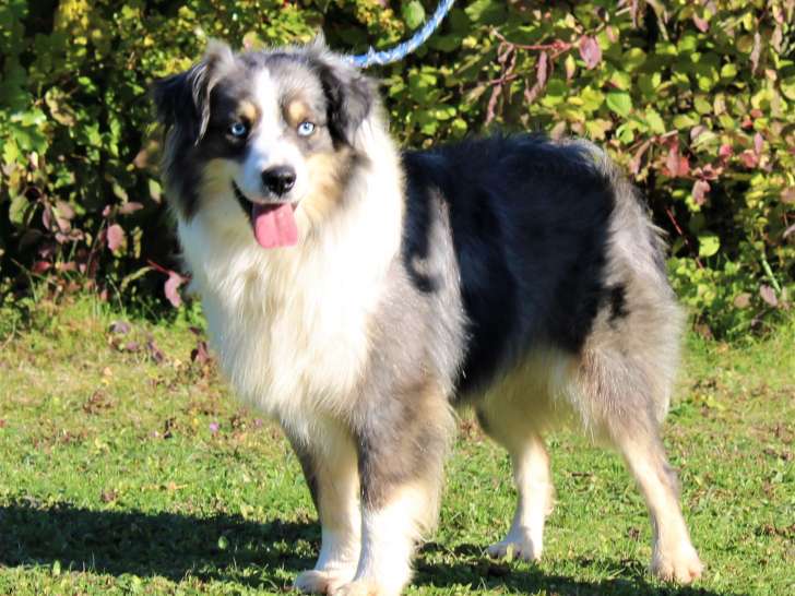 Superbe mâle Berger Américain Miniature bleu merle LOF à adopter