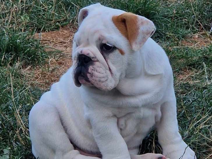 Chiots Bouledogue Anglais à vendre