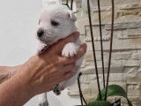 Chiots Westie LOF &agrave; vendre