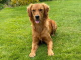 Mâle Golden Retriever de travail disponible pour saillie