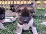 Splendides chiots Akita Américain LOSH disponibles en août 2023 : 4 femelles et 2 mâles