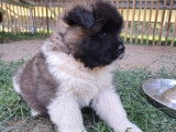 Splendides chiots Akita Américain LOSH disponibles en août 2023 : 4 femelles et 2 mâles