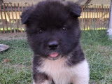 Splendides chiots Akita Américain LOSH disponibles en août 2023 : 4 femelles et 2 mâles