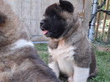 Splendides chiots Akita Américain LOSH disponibles en août 2023 : 4 femelles et 2 mâles