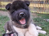 Splendides chiots Akita Américain LOSH disponibles en août 2023 : 4 femelles et 2 mâles