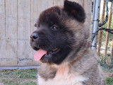 Splendides chiots Akita Américain LOSH disponibles en août 2023 : 4 femelles et 2 mâles
