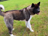 Ravissante chienne Akita Américain LOSH adulte disponible