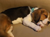 Robustes chiots Beagle non LOSH à réserver pour juillet 2023 : 3 femelles et 3 mâles