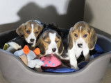 Robustes chiots Beagle non LOSH à réserver pour juillet 2023 : 3 femelles et 3 mâles