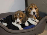 Robustes chiots Beagle non LOSH à réserver pour juillet 2023 : 3 femelles et 3 mâles