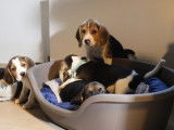 Robustes chiots Beagle non LOSH à réserver pour juillet 2023 : 3 femelles et 3 mâles