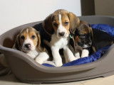 Robustes chiots Beagle non LOSH à réserver pour juillet 2023 : 3 femelles et 3 mâles