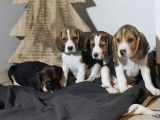 Robustes chiots Beagle non LOSH à réserver pour juillet 2023 : 3 femelles et 3 mâles