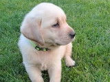 2 splendides chiots Labrador mâles non LOSH disponibles