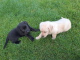 2 splendides chiots Labrador mâles non LOSH disponibles
