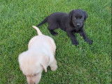 2 splendides chiots Labrador mâles non LOSH disponibles