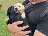 2 splendides chiots Labrador mâles non LOSH disponibles