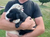 2 splendides chiots Labrador mâles non LOSH disponibles