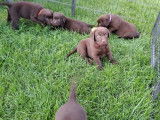 Un splendide chiot Labrador Retriever femelle non LOSH disponible
