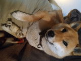 Femelle Shiba Inu disponible pour saillie