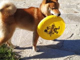 Femelle Shiba Inu disponible pour saillie
