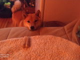 Femelle Shiba Inu disponible pour saillie