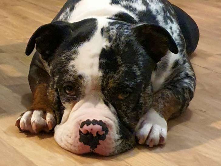 Mâle American Bully disponible pour saillie