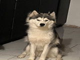 Femelle Husky croisée Malamute disponible pour saillie