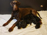 Chiots Dobermann LOF &agrave; r&eacute;server