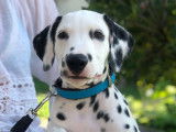 Chiots de race Dalmatien à vendre (1 femelle & 3 mâles)