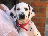 Chiots de race Dalmatien à vendre (1 femelle & 3 mâles)