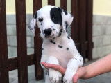 Chiots de race Dalmatien à vendre (1 femelle & 3 mâles)