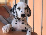 Chiots de race Dalmatien à vendre (1 femelle & 3 mâles)
