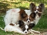 Chiots de race &Eacute;pagneul Nain Continental Papillon &agrave; vendre (2 femelles & 2 m&acirc;les)
