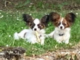 Chiots de race &Eacute;pagneul Nain Continental Papillon &agrave; vendre (2 femelles & 2 m&acirc;les)