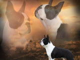 Beau mâle Boston Terrier disponible pour saillie