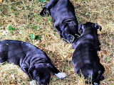 Chiots Staffordshire Bull Terrier (Staffie) à vendre