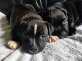 Chiots Staffordshire Bull Terrier (Staffie) à vendre