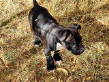 Chiots Staffordshire Bull Terrier (Staffie) à vendre