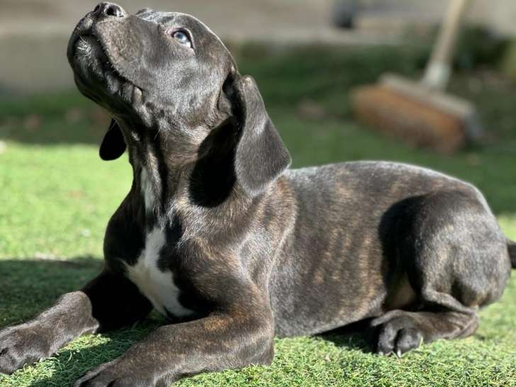 Chiots Cane Corso LOF à vendre