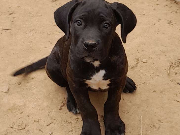 Chiots Cane Corso LOF à vendre