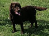 Femelle Labrador chocolat de 5 ans &agrave; vendre