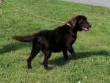 Femelle Labrador chocolat de 5 ans &agrave; vendre