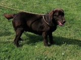 Femelle Labrador chocolat de 5 ans &agrave; vendre