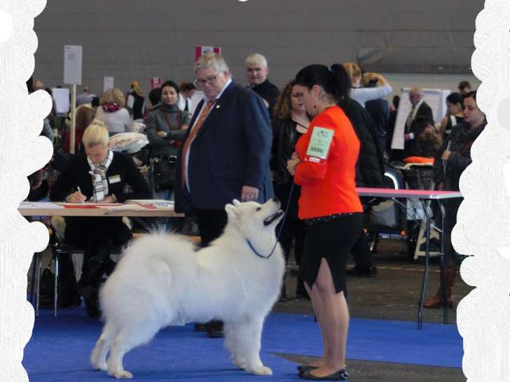 Chiots Samoyède LOF à réserver
