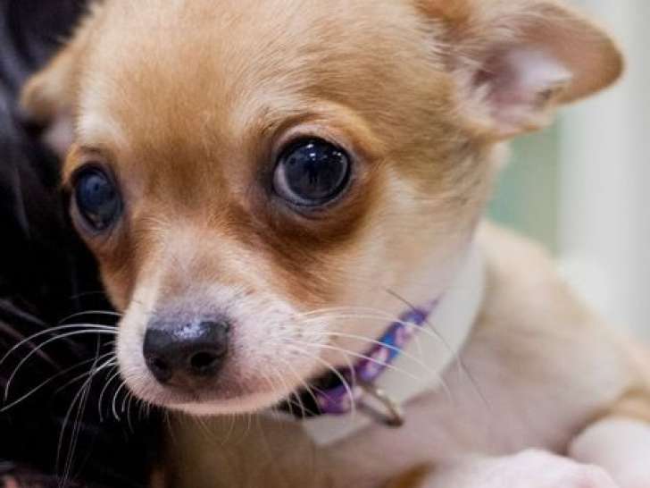 Chiot Chihuahua beige à vendre