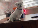 Mâle Bichon Maltais disponible pour saillie