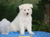 Chiots Berger Blanc Suisse LOF à vendre